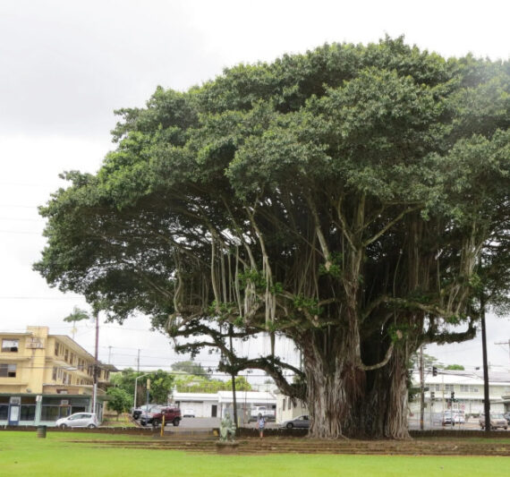 Ficus benghalensis