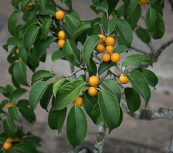 FIGOWIEC BENJAMINA Ficus benjamina