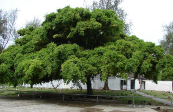 FIGOWIEC BENJAMINA Ficus benjamina