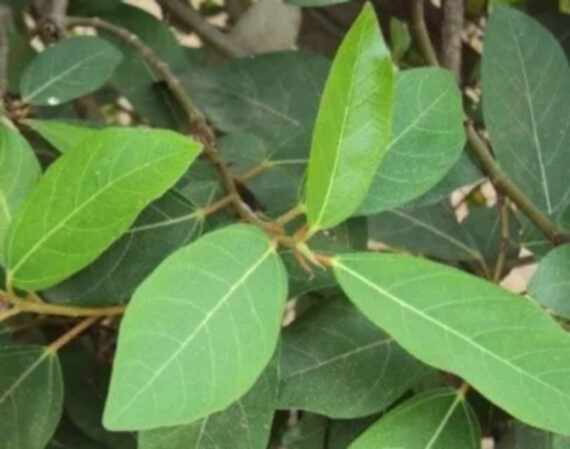 Ficus glomerata