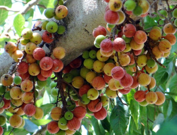 Ficus glomerata