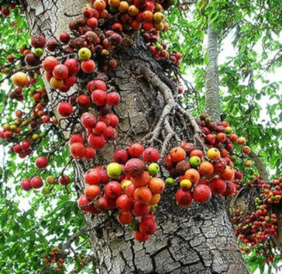 Ficus religiosa