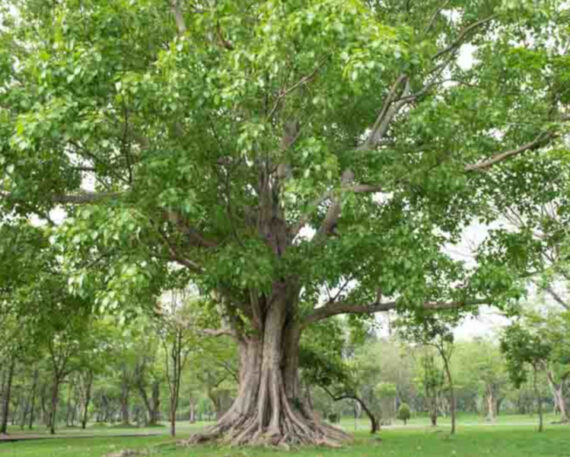 Ficus religiosa