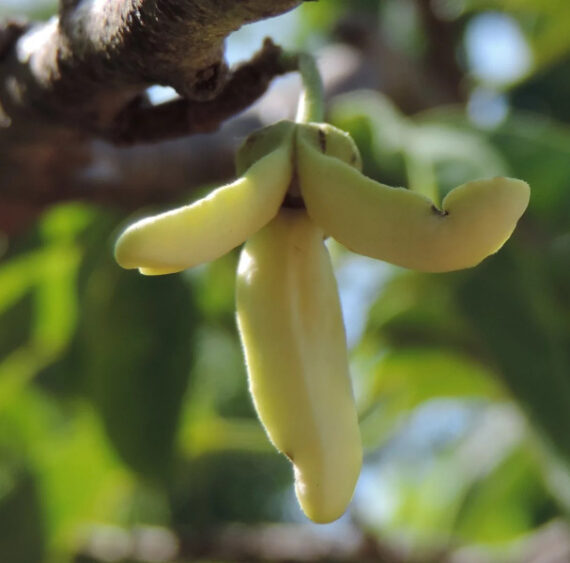 Annona squamosa