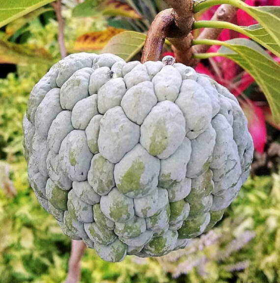 Annona squamosa