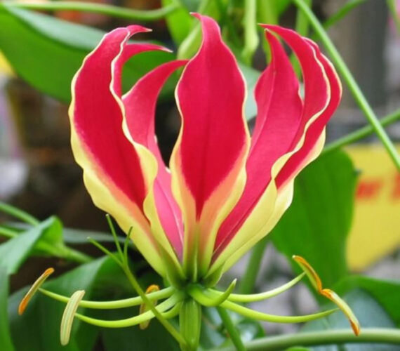 Gloriosa superba