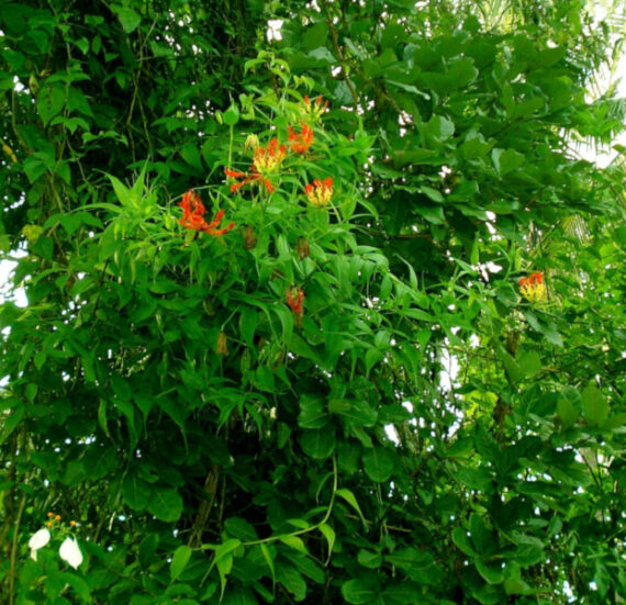 Gloriosa superba