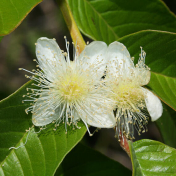 Psidium guajava