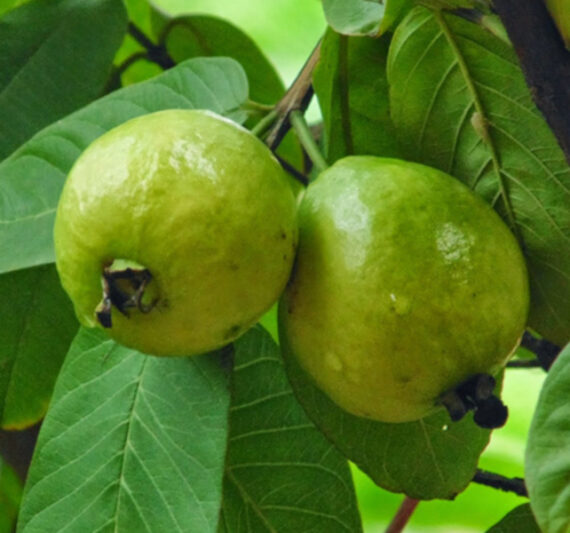 Psidium guajava