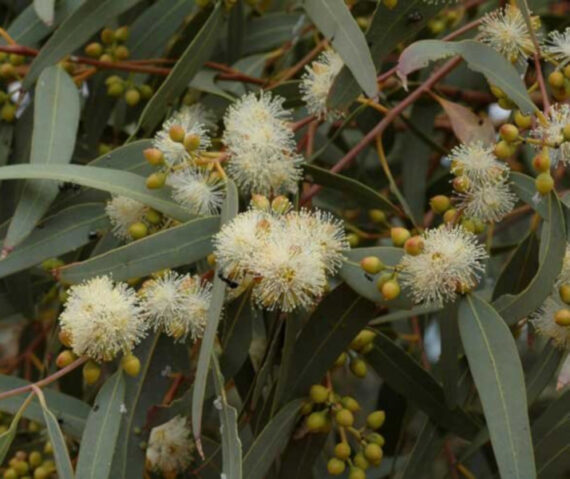 Eucalyptus camaldulensis