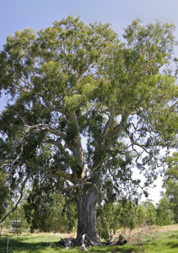 Eucalyptus camaldulensis