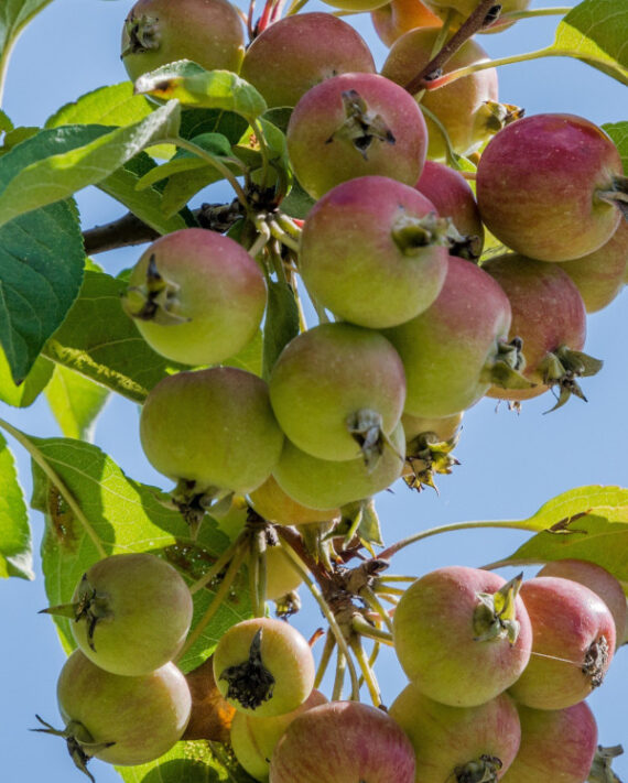 JABŁOŃ DZIKA Malus sylvestris