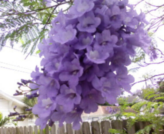 Jacaranda mimosifolia