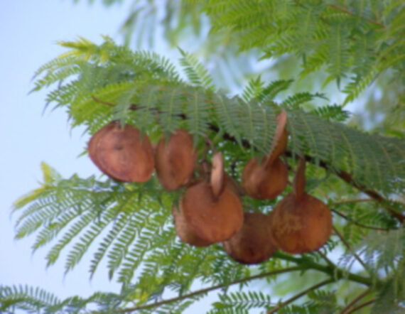 Jacaranda mimosifolia