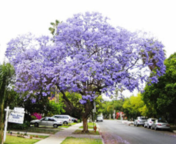 Jacaranda mimosifolia