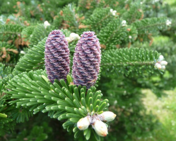 Abies pindrow