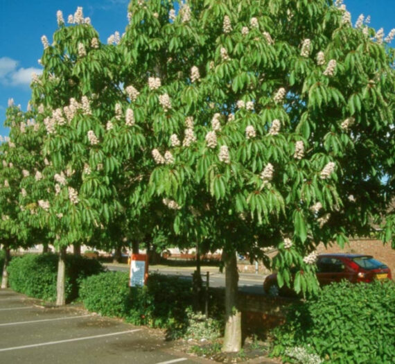 Aesculus indica