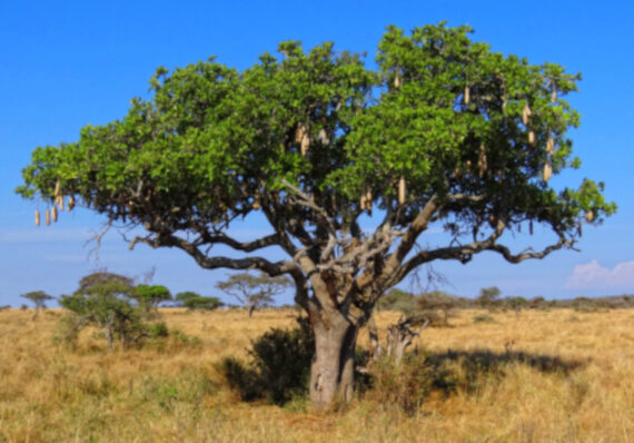 Kigelia pinnata