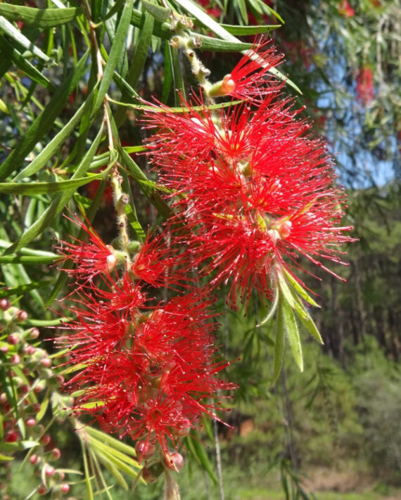 KUFLIK PŁACZĄCY Callistemon viminalis