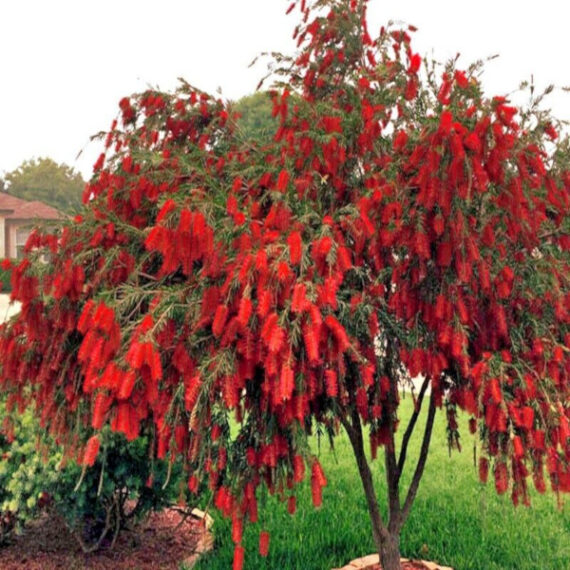 KUFLIK PŁACZĄCY Callistemon viminalis