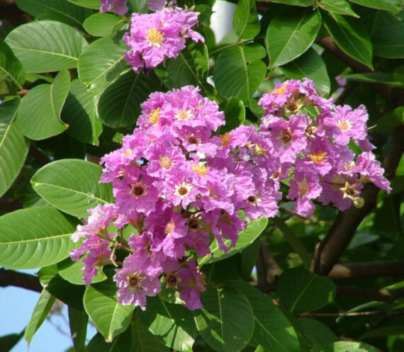 Lagerstroemia speciosa