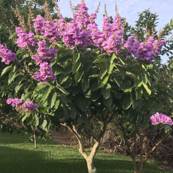 Lagerstroemia speciosa