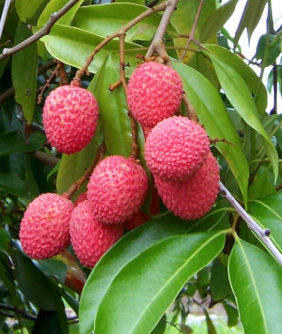 Litchi chinensis