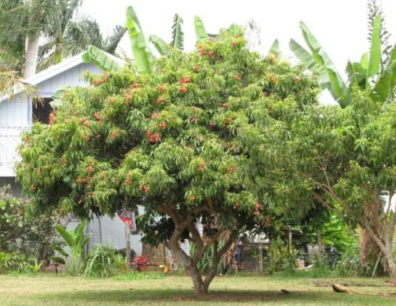 Litchi chinensis