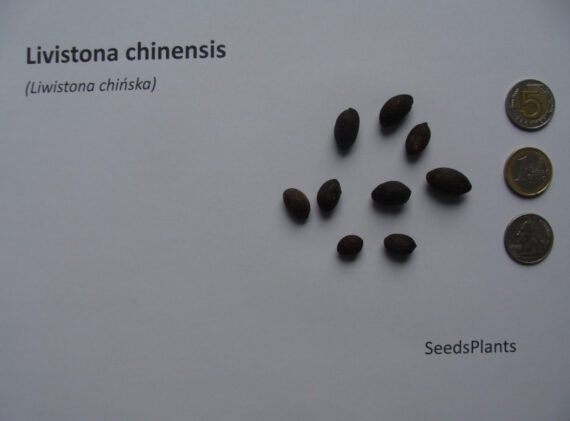 LIWISTONA CHIŃSKA Livistona chinensis