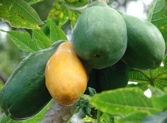 MELONOWIEC WŁAŚCIWY Carica papaya