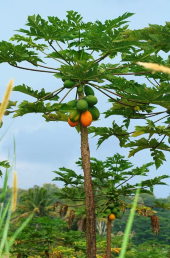 MELONOWIEC WŁAŚCIWY Carica papaya