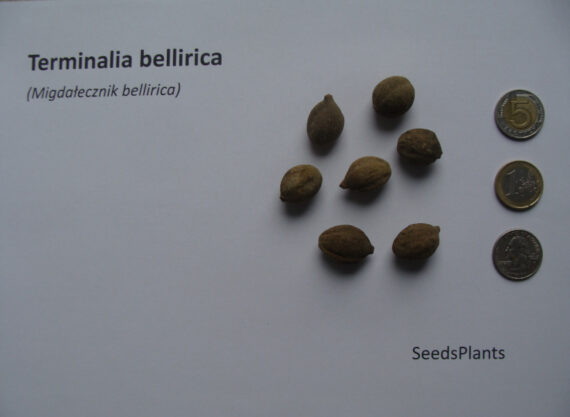 MIGDAŁECZNIK BELLIRICA Terminalia bellirica