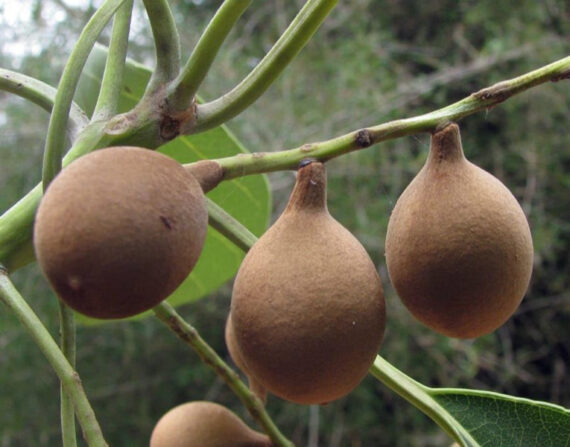 MIGDAŁECZNIK BELLIRICA Terminalia bellirica