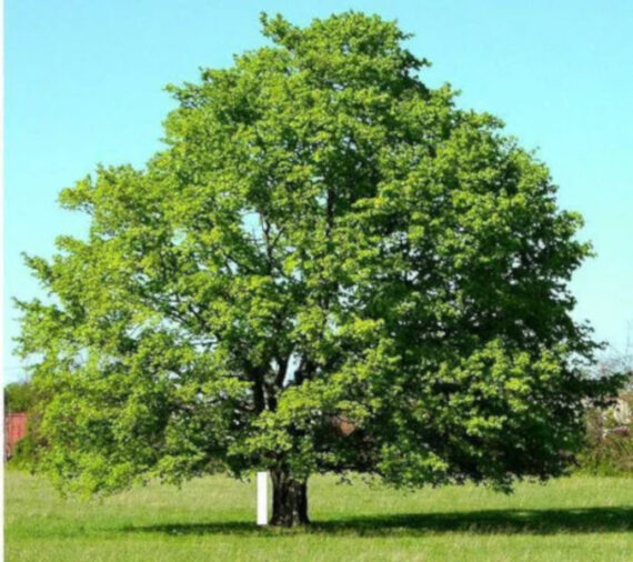 MIGDAŁECZNIK BELLIRICA Terminalia bellirica