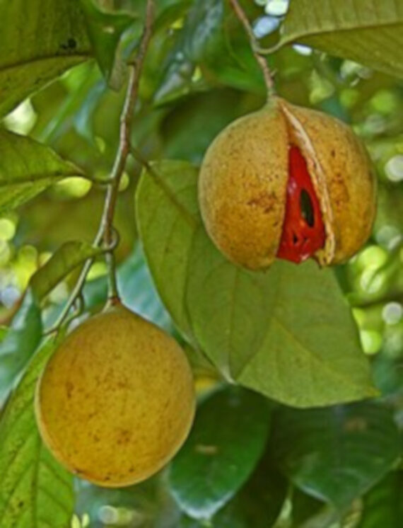 Myristica fragrans