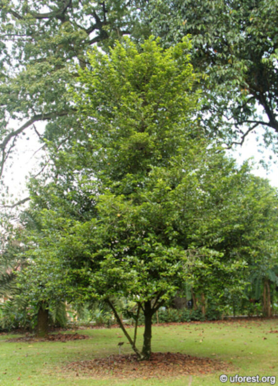 Myristica fragrans