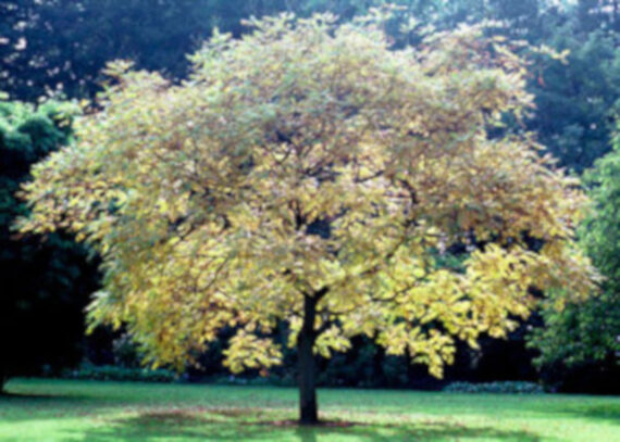 Koelreuteria paniculata