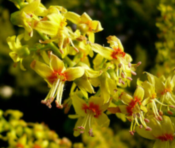 Koelreuteria paniculata