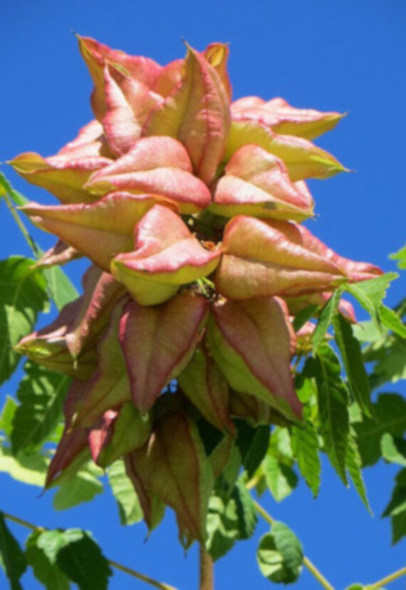 Koelreuteria paniculata