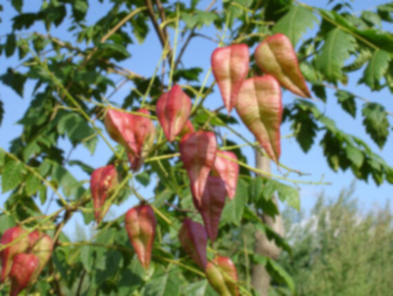 Koelreuteria paniculata