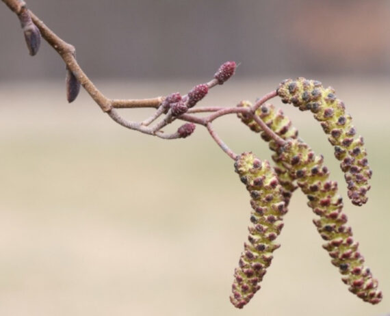 OLCHA OLSZA CZARNA Alnus glutinosa