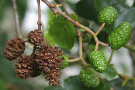 OLCHA OLSZA CZARNA Alnus glutinosa