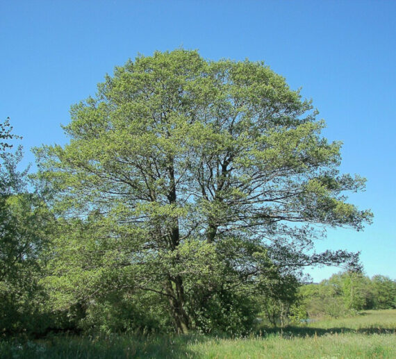 OLCHA OLSZA CZARNA Alnus glutinosa