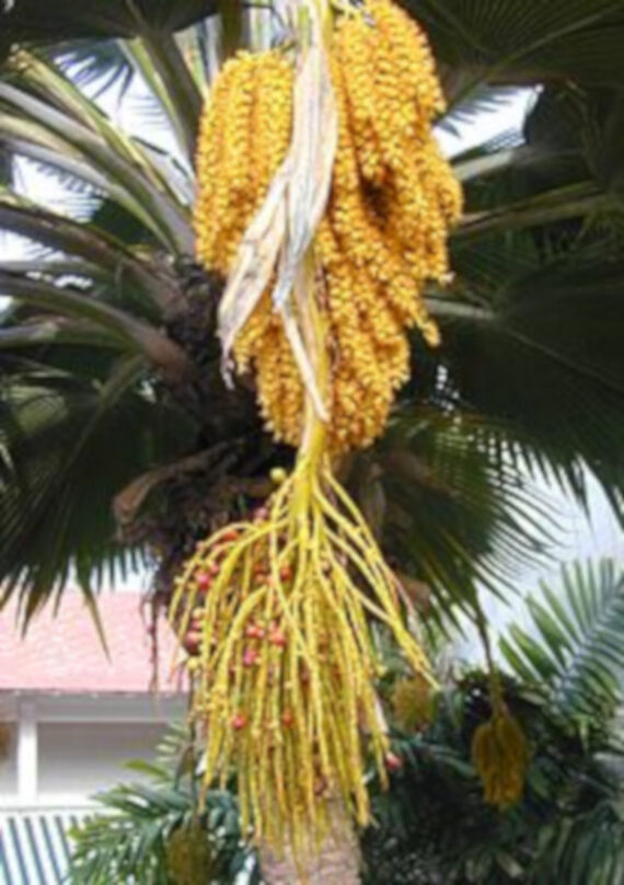 Pritchardia grandis