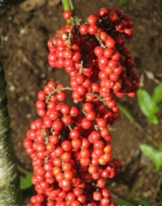 Pritchardia grandis