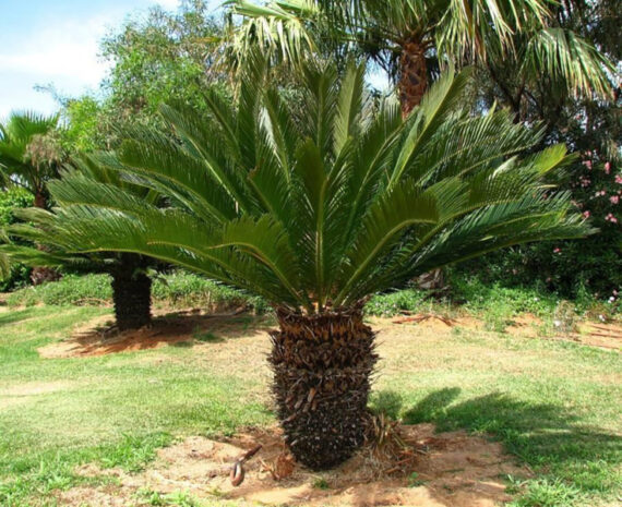 SAGOWIEC ODWINIĘTY Cycas revoluta