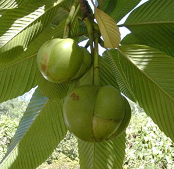 SŁONIOWE JABŁKO Dillenia indica