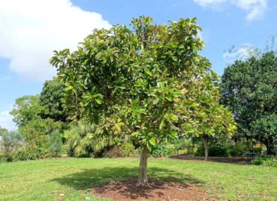 SŁONIOWE JABŁKO Dillenia indica