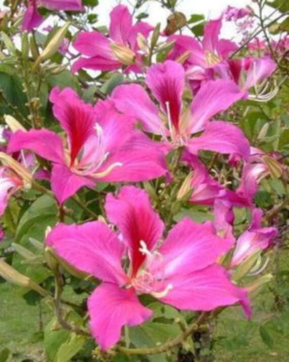 BAUHINIA PURPUROWA Bauhinia Purpurea