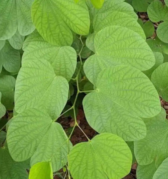 BAUHINIA PURPUROWA Bauhinia Purpurea